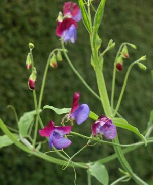 bean flower